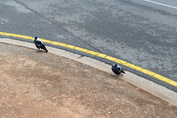 Outdoor view on a suburban street of the Australian magpie bird in Adelaide
