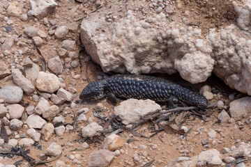 Shingleback or Sleepy Lizard, a slow-moving blue-tongued skink