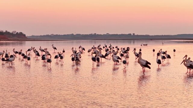 At sunset, a flock of cranes in the lake, migratory birds of Poyang Lake