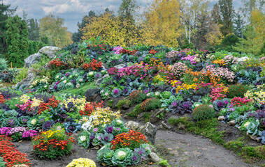 Obraz premium Beautiful Autumn Flower Bed with Colorful Chrysanthemums and Kale