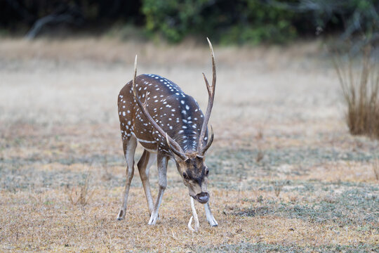 Sri Lankan axis deer exhibiting osteophagia behavior by chewing an antler in Wilpattu National Park front side