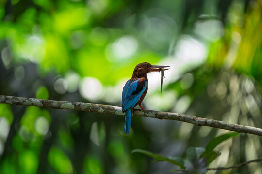 White-throated kingfisher perched on a branch with hunted lizard in Sinharaja Forest Reserve, Sri Lanka