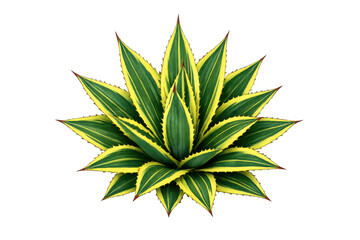 Variegated agave plant with green and yellow striped leaves, succulent texture, spiky tips and isolated on transparent background