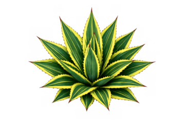 Variegated agave plant with green and yellow striped leaves, succulent texture, spiky tips and isolated on transparent background