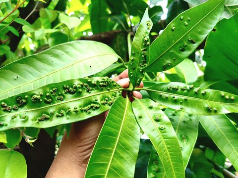 Mango leaves infected by mango leaf gall fly pests