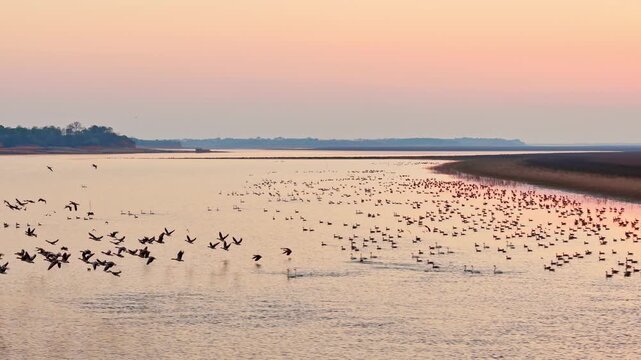 At sunset, flocks of migratory birds, swans, and geese take flight over Poyang Lake.
