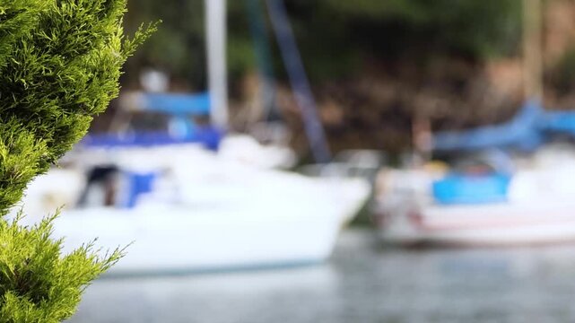 Blurred White Sailboats in Harbor Framed by Green Foliage