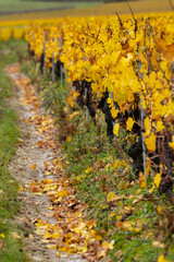 Chablis vineyard path with vibrant yellow autumn leaves