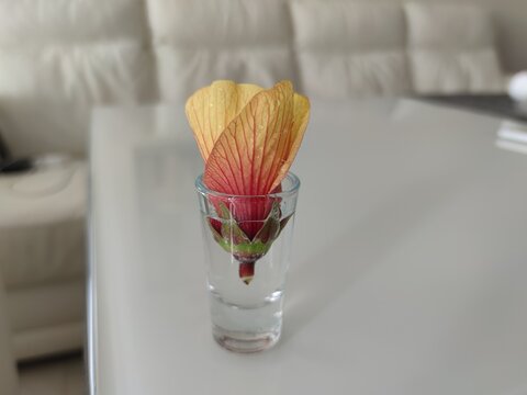 yellow pink flower Abutilon hybrid. The blooms have red veining over yellow. Abutilon striatum (Red Vein Indian Mallow), a showy plant with yellow and pink blooms of bell-shaped flowers