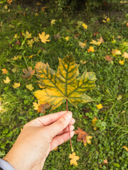 Big orange maple leaf in woman's a hand on the background of many maple leaves