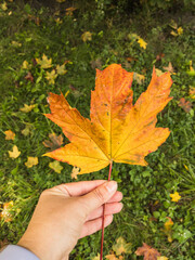 Big orange maple leaf in woman's a hand on the background of many maple leaves