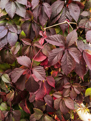 Background of colorful autumn leaves close-up. Red leaves wild grapes. A wall of colorful red ivy leaves.