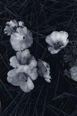 Flowers in a lonely space