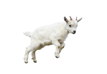 Obraz premium Young White Baby Goat Kid Standing in Bright White Background
