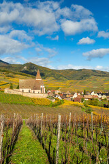 Fortified church of Saint Jacques in Hunawihr vineyard during autumn