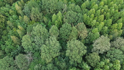 Top-down view of forest canopy