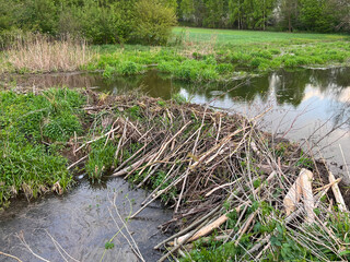 Detailed view of a natural beaver dam by the water © AlexGo