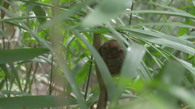 Rare tiny tarsier with large eyes sitting on a tree branch in the tropical rainforest of Cebu, Philippines 
フィリピン・セブ島の熱帯雨林で木の枝に座る、希少な小型のメガネザル