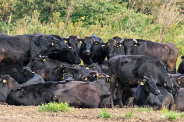 北海道白老町、白老牛のチームミーティング【9月】