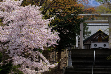 北海道岩内町、岩内神社参道の桜【5月】