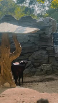 Anoa Enjoying a Calm Moment at The Zoo