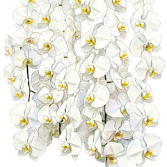 Watercolor illustration of Phalaenopsis orchids cluster on transparent background