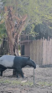 Tapir Walking calmly in Natural Environment