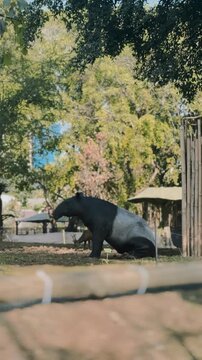 Tapir Sitting Calmly in Zoo Enclosure