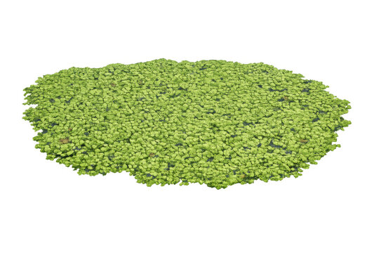 Duckweed creating a dense green mat on the water surface, showing many small floating leaves. Transparent background