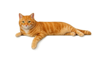 Orange tabby cat relaxing, looking at camera, red domestic pet animal lying down on transparent background