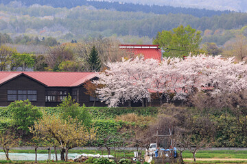 北海道共和町、かかし古里館（旧幌似小学校）の桜並木【5月】