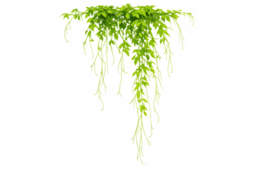 Hanging green vine plant with vibrant leaves, fresh vegetation creating a natural border or decorative element, transparent background
