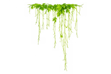 Green tropical hanging vine with fresh leaves creating natural border. Jungle plant foliage growing downward