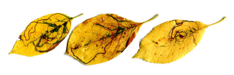 Autumn cherry tree leaves. Cherry tree leaves eaten by leaf miner larvae. Isolated on white...