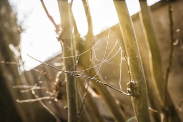 Delicate spider web catching golden morning sun rays