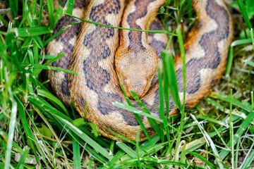 Fototapeta premium Portrait of an otter in its natural habitat. Close-up of a snake. 