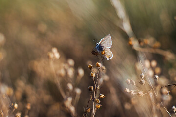 Bruy&egrave;res sauvages et papillons