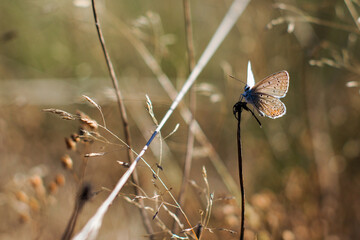 Bruy&egrave;res sauvages et papillons
