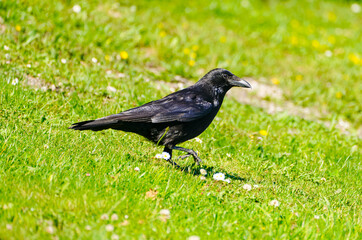 Obraz premium Black carrion crow in a meadow. Close-up of the bird. 