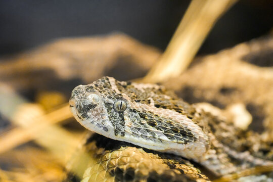 Portrait of a puff adder. Close-up of a snake. Bitis arietans.
