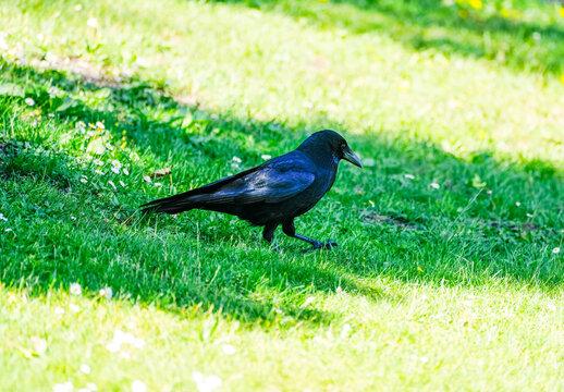 Black carrion crow in a meadow. Close-up of the bird.
