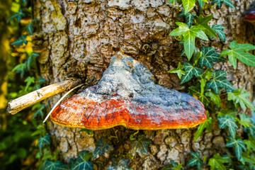 Close-up of the red-belted polypore, Fomitopsis pinicola.
Fungus on a tree trunk in the forest.