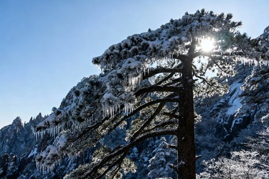 Snow-covered pine tree with icicles hanging from branches against a mountainous winter landscape under clear blue sky - Powered by Adobe