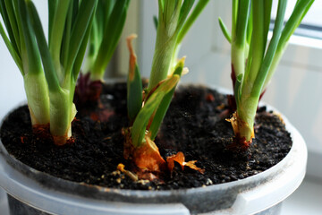Onions grown in the house.