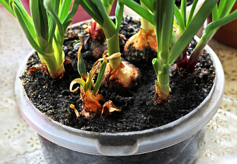 Onions grown in the house.