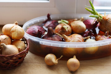 Onions prepared for soaking, for growing green arrows.