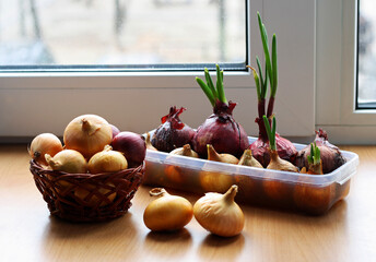 Onion growing in the home.