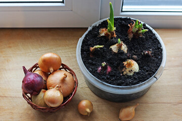 Onion growing on the window sill.