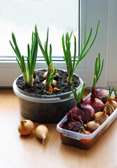 Onion growing on the window sill.