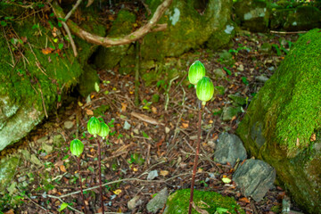 ウバユリの果実